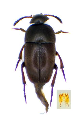 Réf. 334 515 : Ptomaphagus sp.